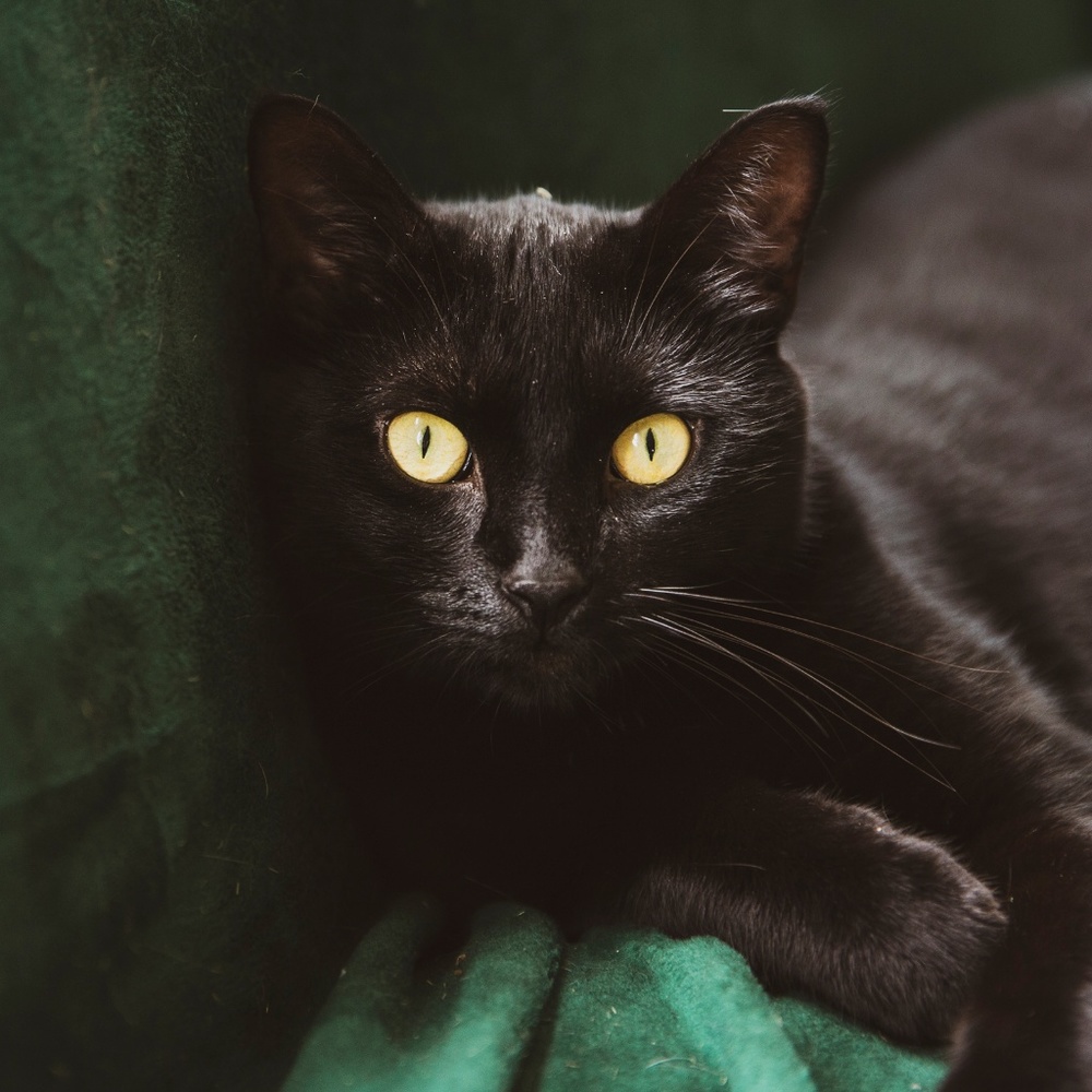 Meet your Posher, Alison